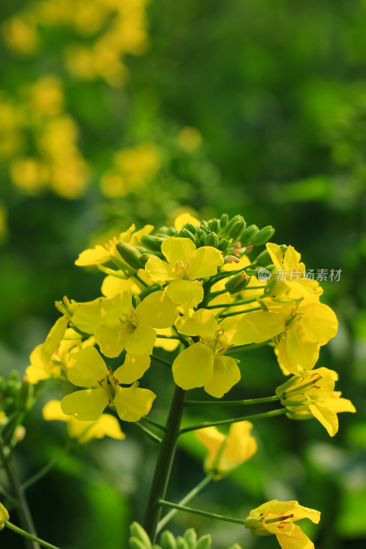 油菜花盛开