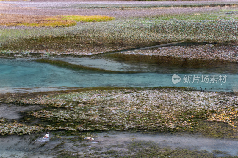 九寨沟秋色，箭竹海溪流青草地