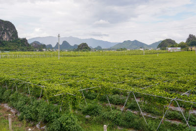 黄金百香果种植园户外生态种植航拍