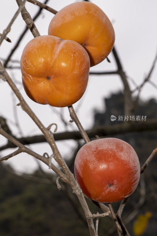 挂在树枝上的红色柿子