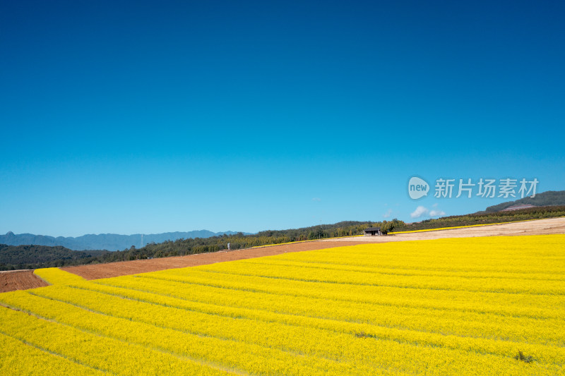 大片黄色油菜花田的田野风光