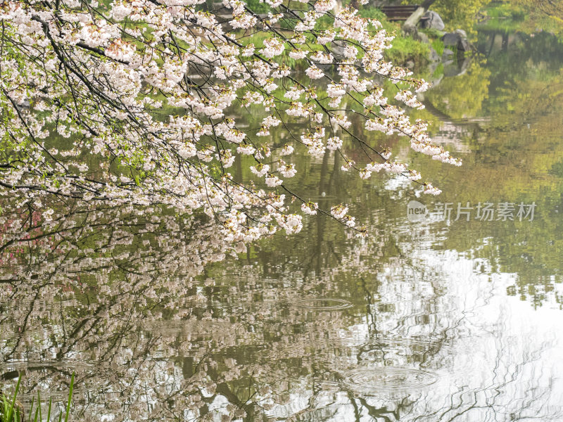 杭州西湖花港观鱼风景