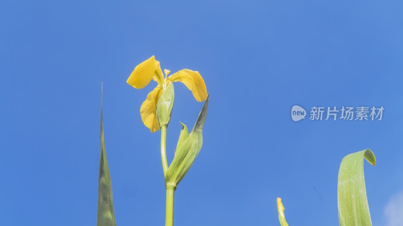 蓝天背景下的黄色鸢尾花