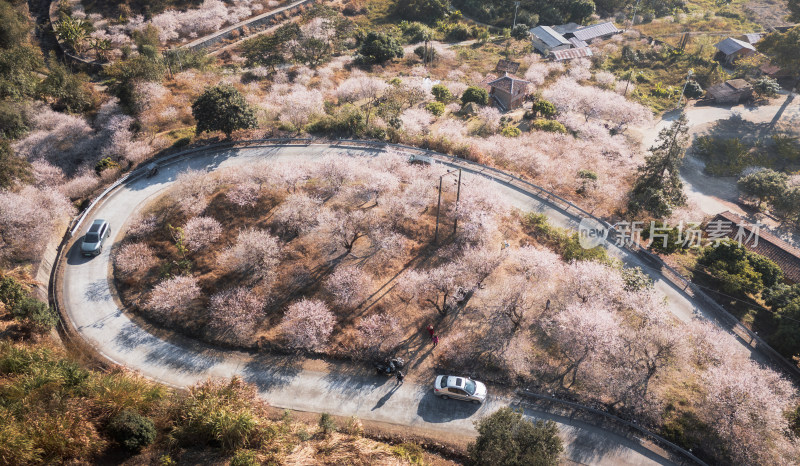 梅花盛开时的盘山公路航拍景象