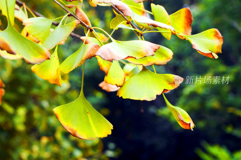 秋天银杏背景植物树叶