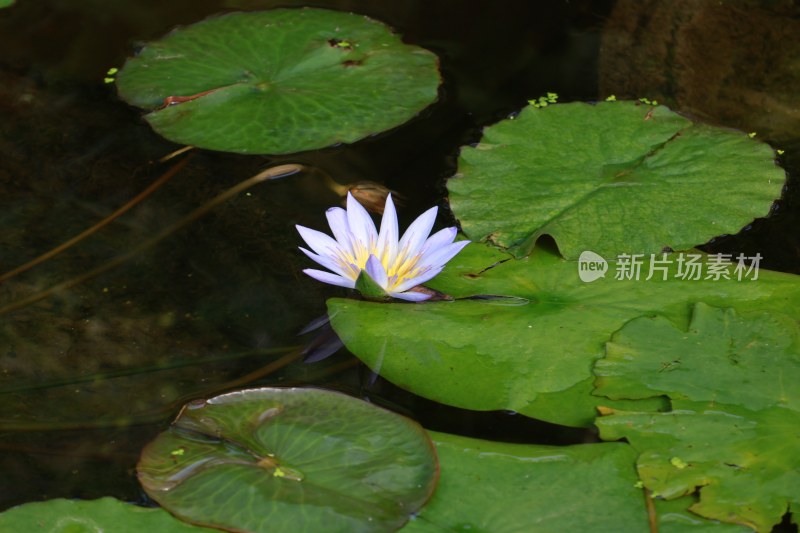 花朵随拍