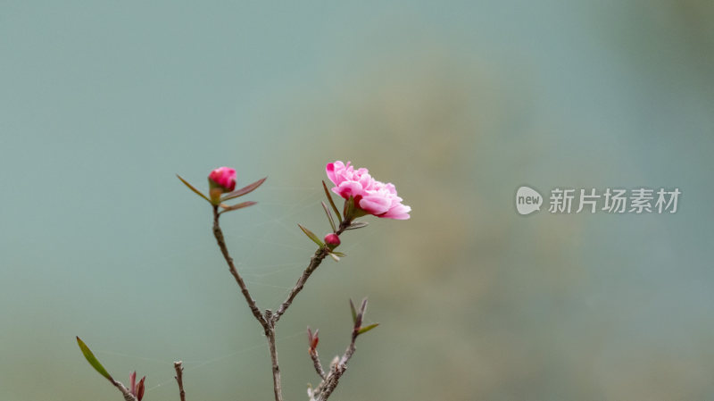 春在枝头，樱花开