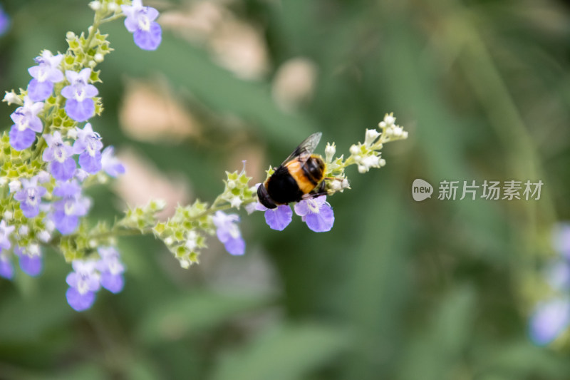 蜜蜂采蜜紫花特写