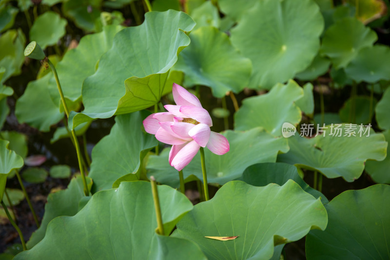 北京红领巾公园荷花