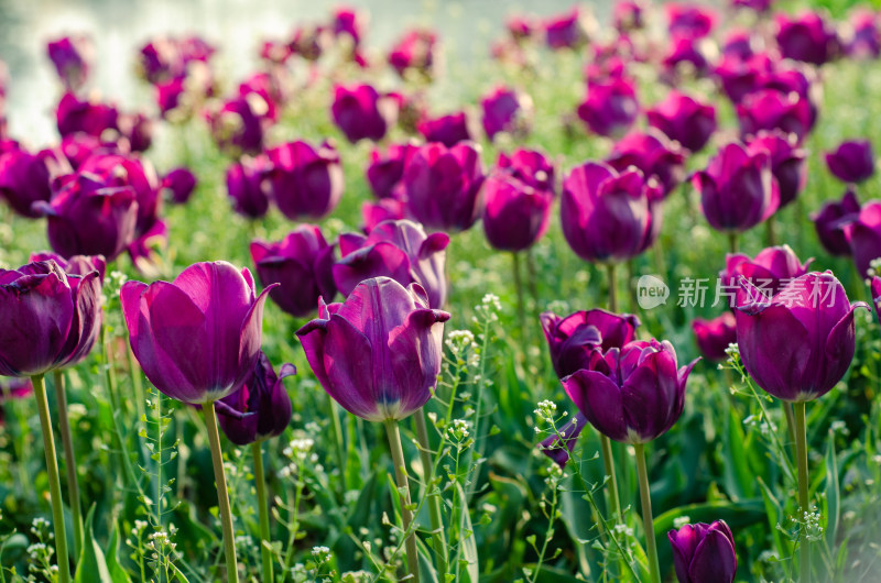 紫色郁金香花海