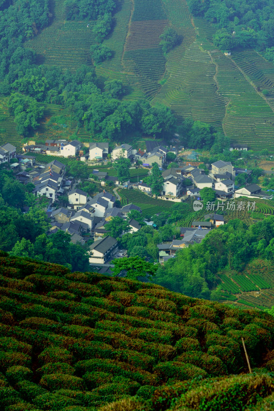 浙江杭州龙井村