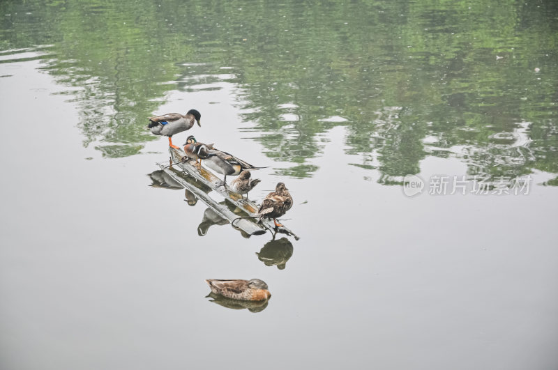 宁静湖面上的水鸟