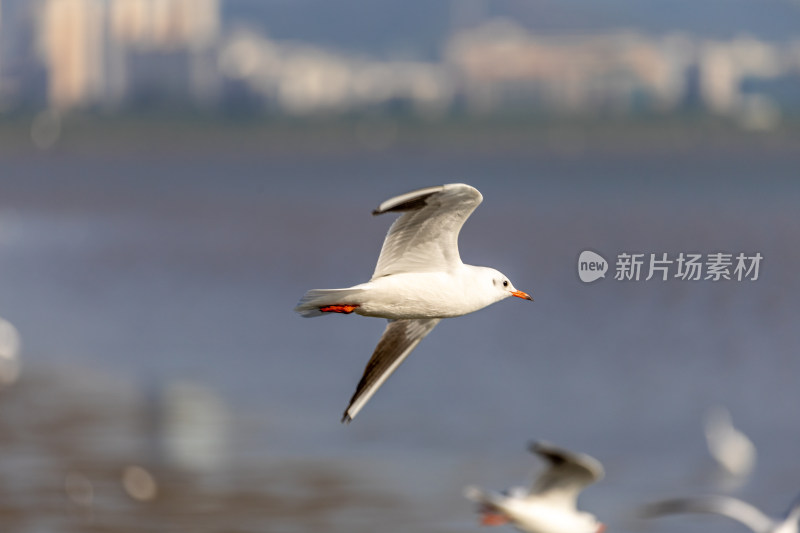 海鸥、红嘴鸥