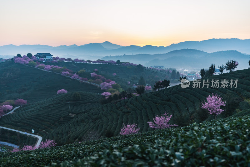 龙岩永福台品樱花茶园