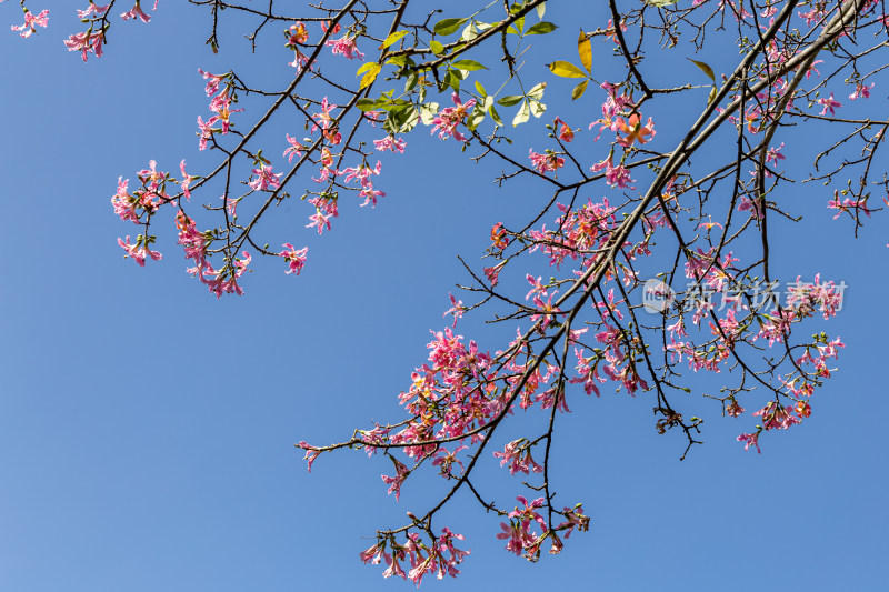 异木棉花