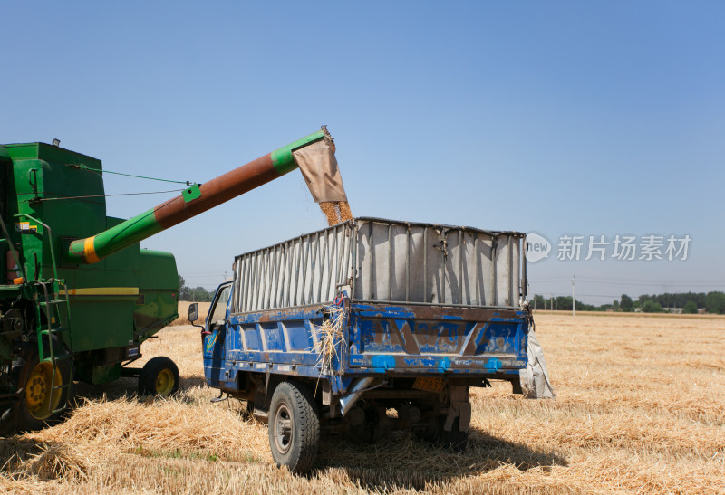 丰收的小麦从收割机里倒三轮车上