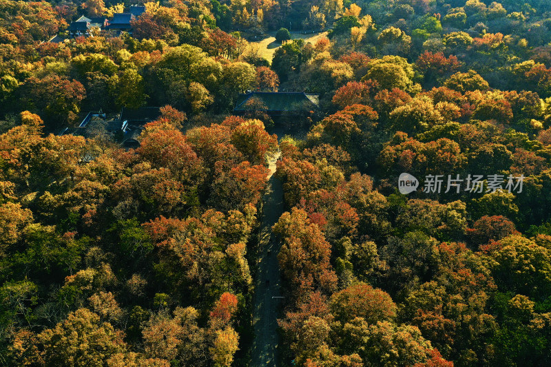 秋天的灵谷景区