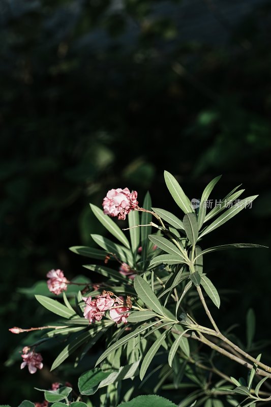 淡色系--杜鹃花特写