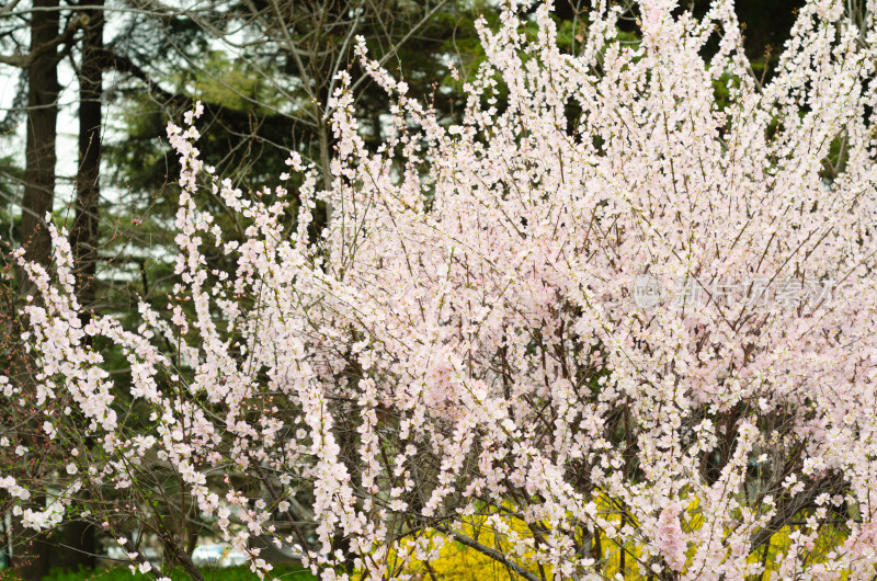 一丛粉红色的花朵