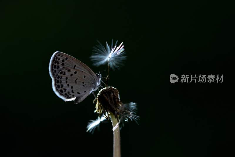 花粉蝴蝶飞翔，美丽的飞虫