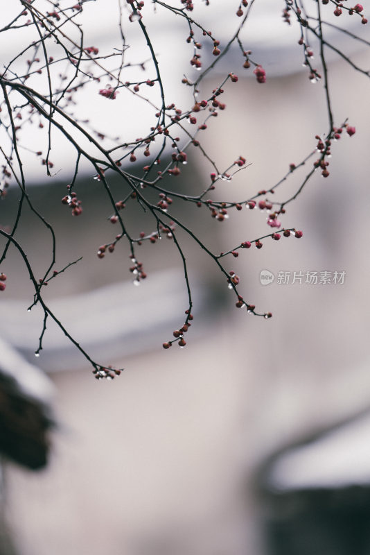 雪景江南古镇风光-乌镇