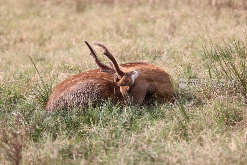 正在草丛里休息的一只成年梅花鹿
