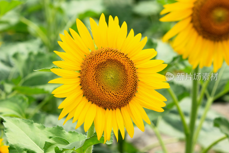 夏天盛开的向日葵花