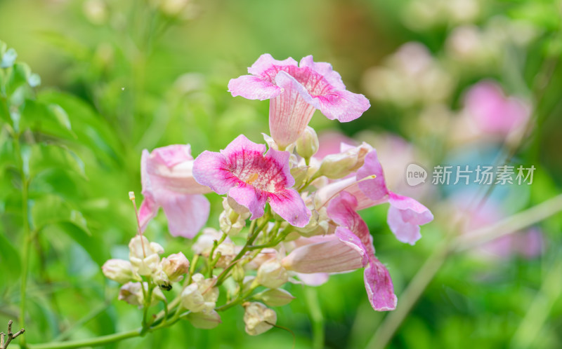 粉红色开花植物非洲凌霄