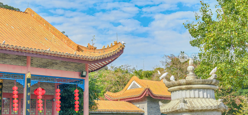 佛山市顺峰山公园宝林寺内的鸽子