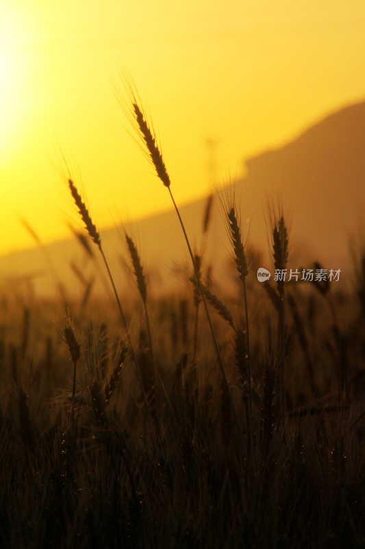 麦子麦田麦子地