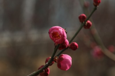 梅花系列