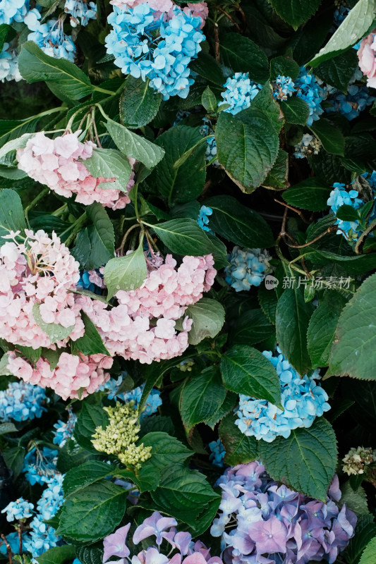 北京世界花卉大观园彩色绣球