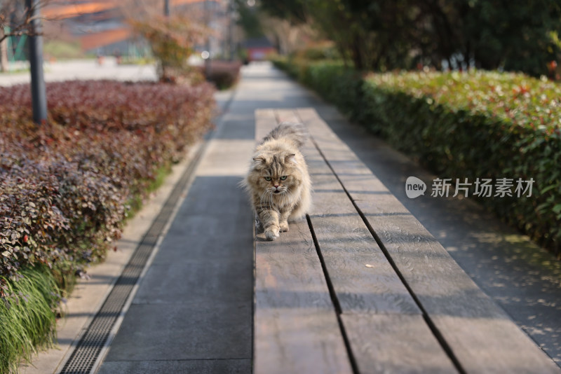 一只在公园长椅上行走的金吉拉