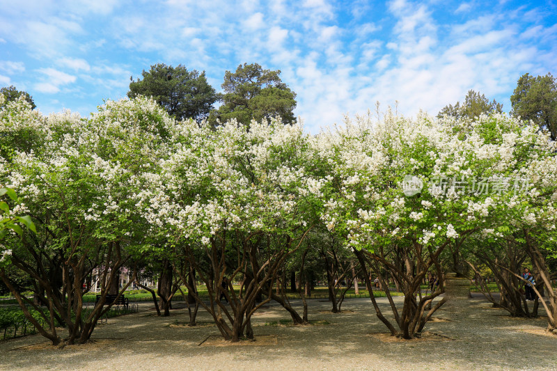 白色丁香花