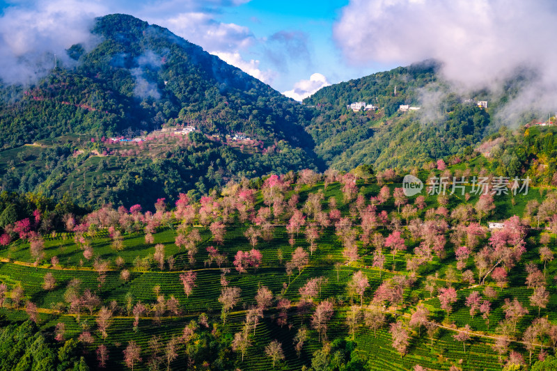 云南无量山茶园樱花树