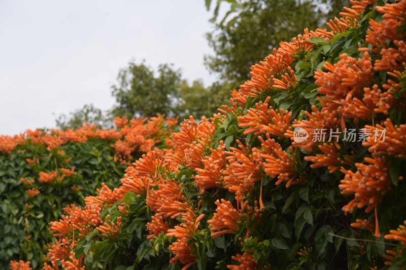 广东东莞：炮仗花正值花期