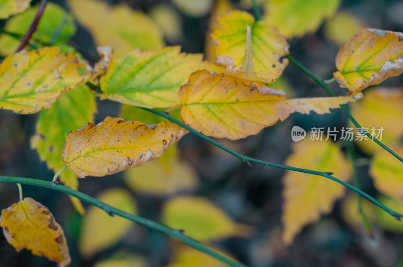 秋天枯黄的树叶十分繁茂