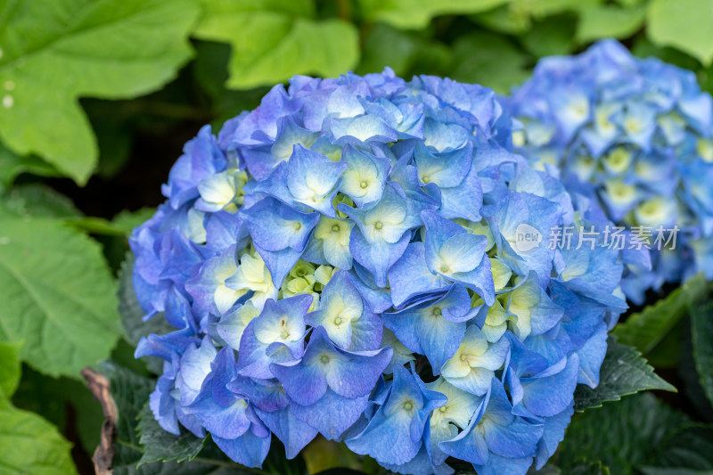 绣球花、花朵