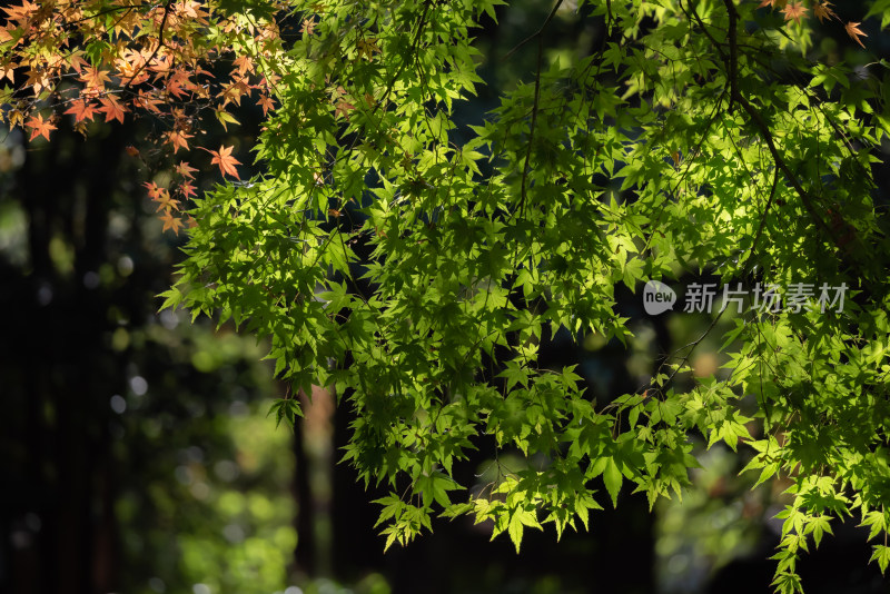 上海嘉定秋霞圃枫林园林秋色