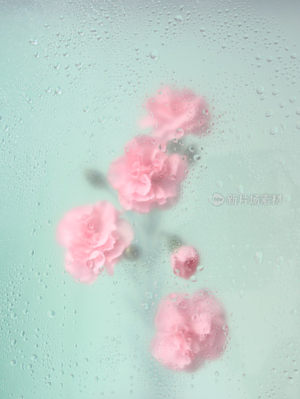 透过满是雨滴的玻璃窗花看粉色的鲜花康乃馨