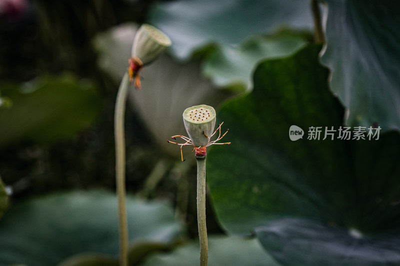 雨后荷花