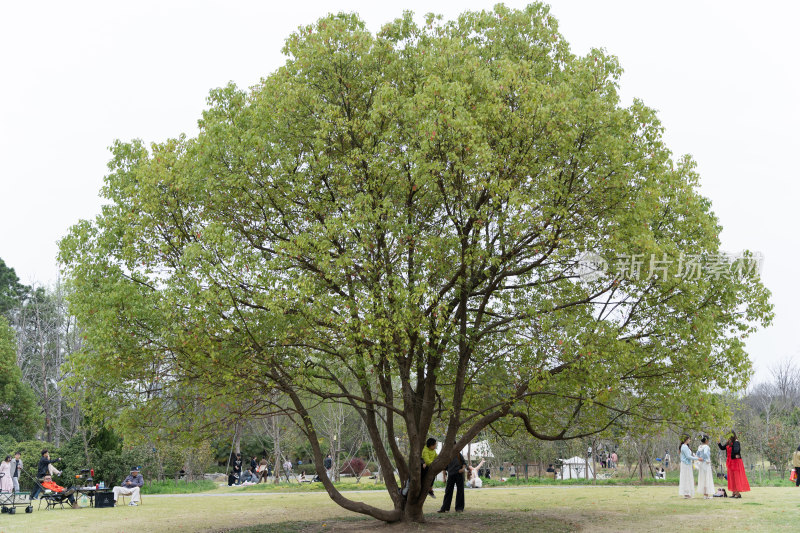 公园大树下休闲人群场景