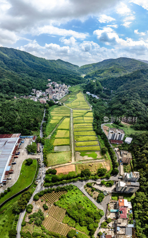 中国广东省广州市白云区太和镇白山村稻田