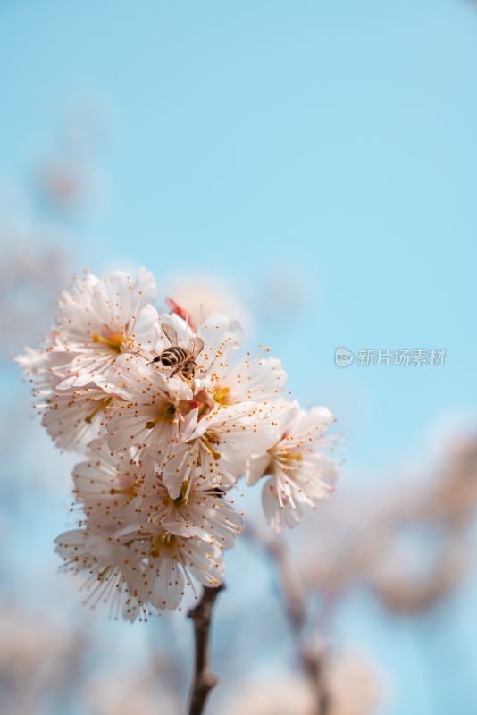 春季盛开的樱花