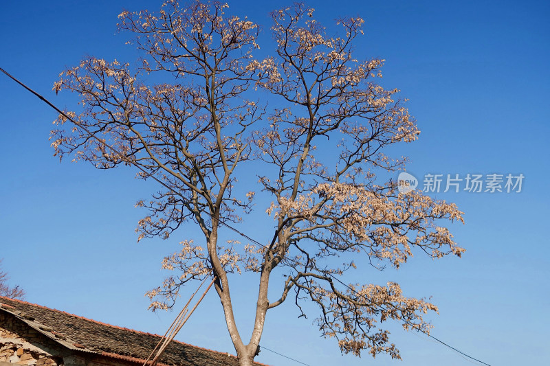 乡下老家村上枯花