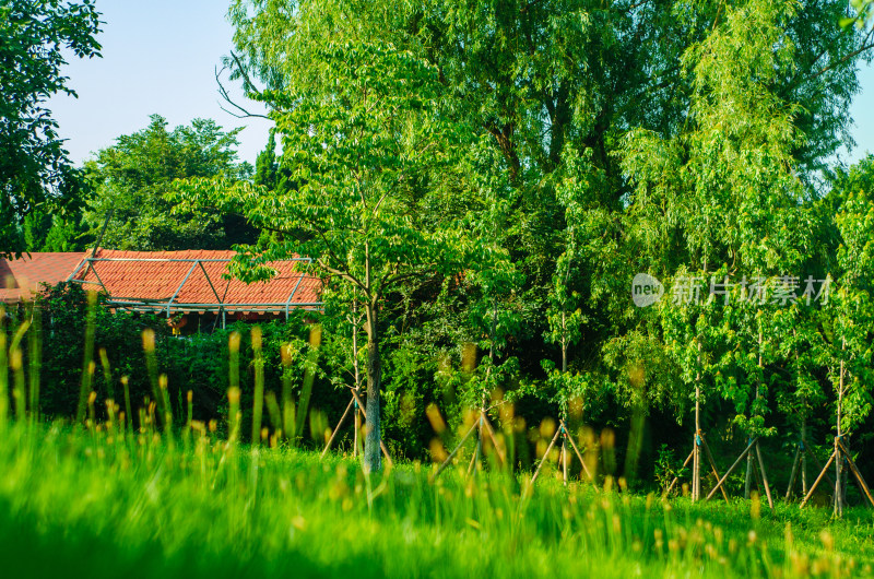 青岛植物园的草坪和红瓦房子