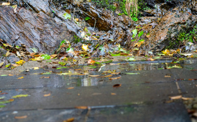 秋天的雨中秋叶