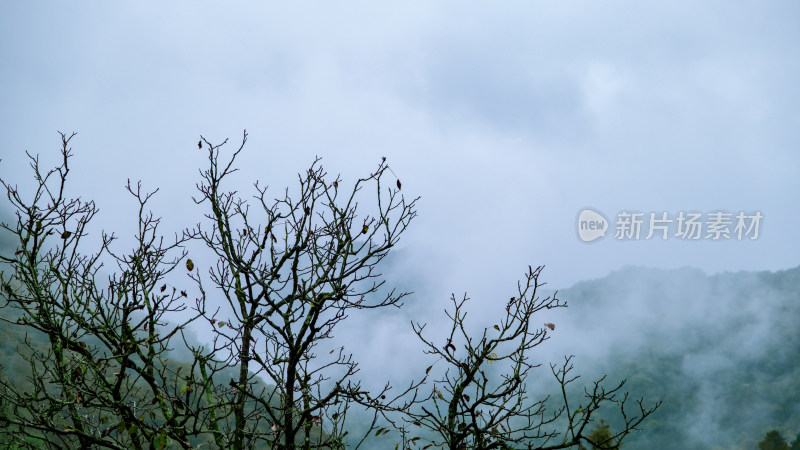 汉中留坝火烧店镇秦岭深处雨后山间的云雾