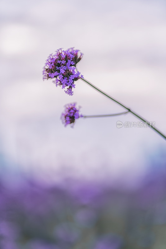 一枝紫色薰衣草