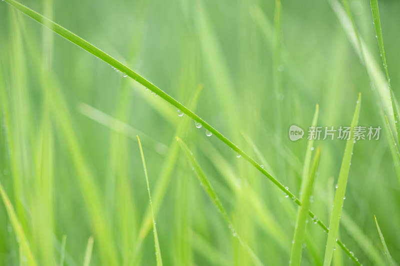 雨中青草特写